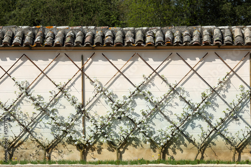 European pear tree, Pyrus communis