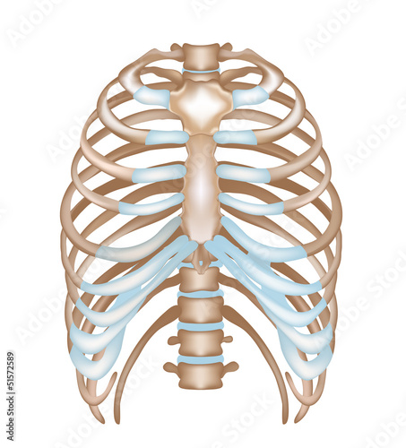 Thorax- ribs, sternum, vertebral column