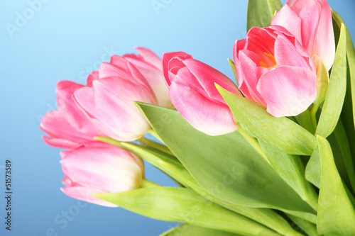 Fototapeta Naklejka Na Ścianę i Meble -  Pink tulips on blue background