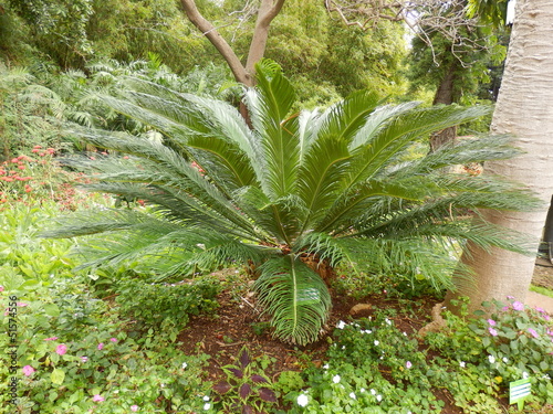 Mature Lebombo Cycad aka Encephalartos setaceous photo