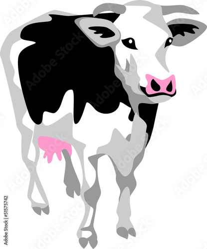 dairy cow
