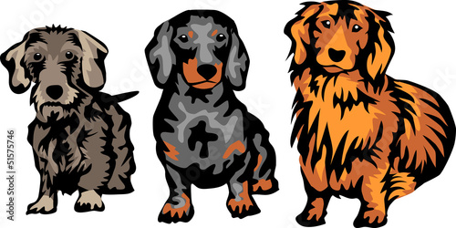 dachshunds breeds
