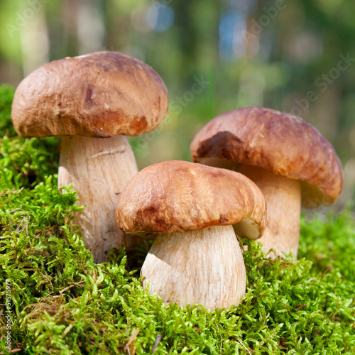 three mushroom (porcini) on moss in forest