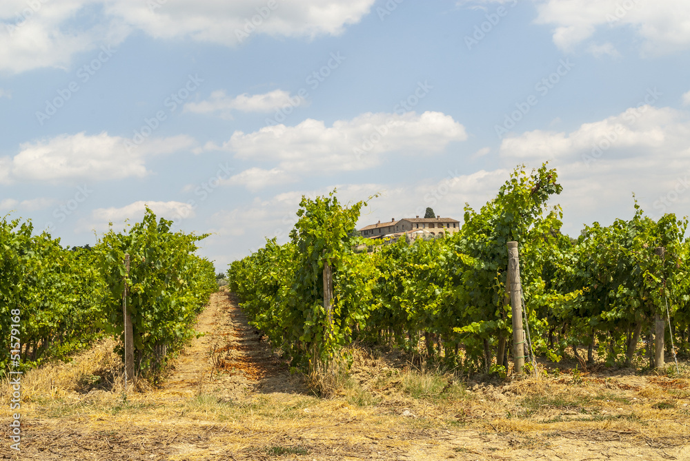 Naklejka premium Tuscany - Chianti vineyards