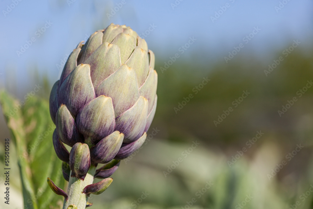 Fototapeta premium Artichoke plant_II