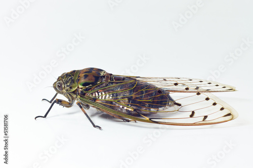 cicada © photothailand