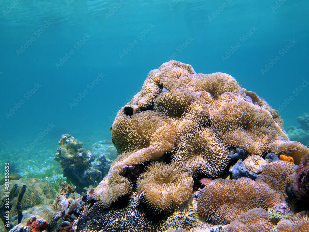 Fototapeta premium Sea anemones Stichodactyla helianthus, underwater in the Caribbean sea