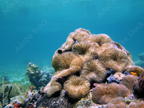 Sea anemones Stichodactyla helianthus, underwater in the Caribbean sea