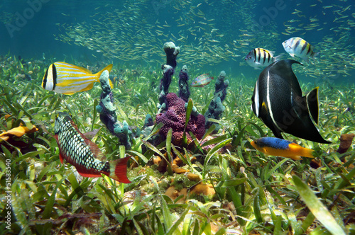 Colorful underwater life with tropical fish and sea sponges on ocean floor with turtle grass, Florida keys, USA #51583540