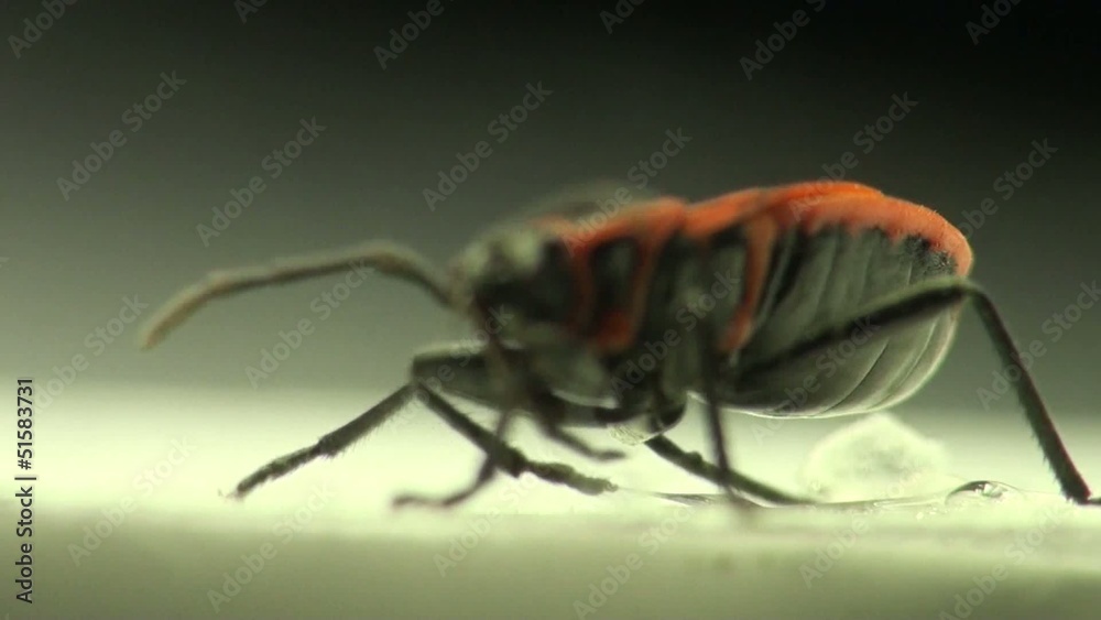 Firebug macro