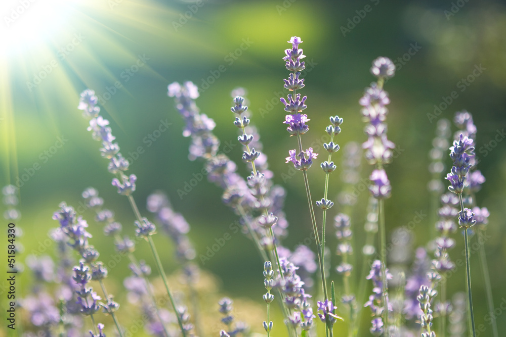 Fototapeta premium beautiful lavenders