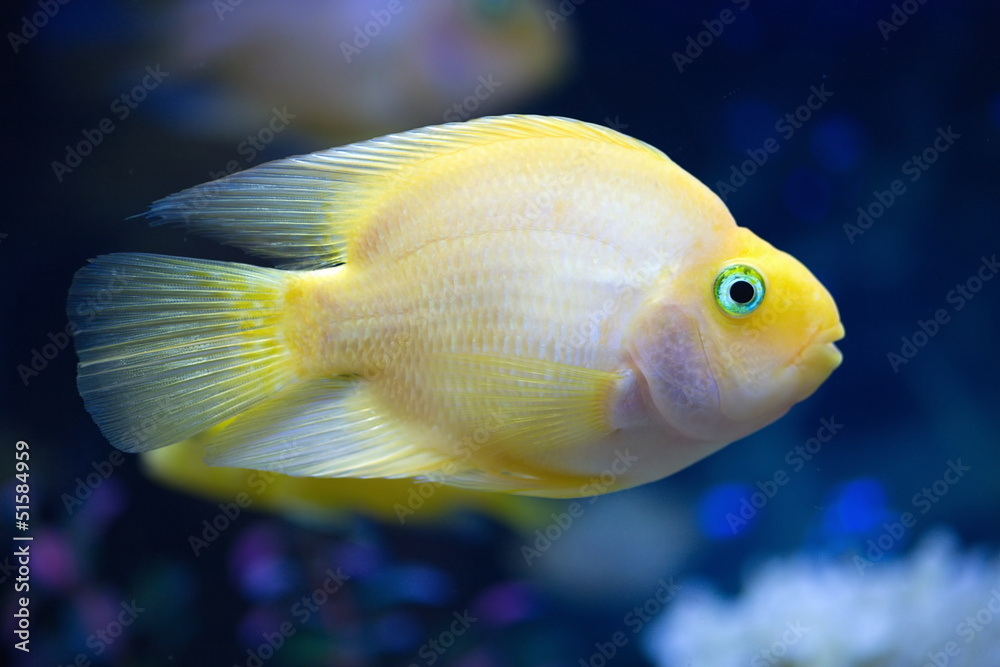 Yellow exotic fish swim in deep blue water side view Yellow exotic fish swim in deep blue water side view