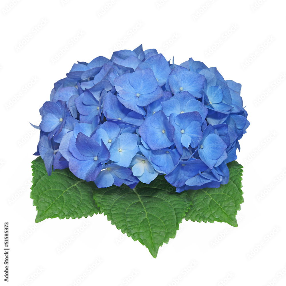 Obraz premium fleur d'hortensia bleu