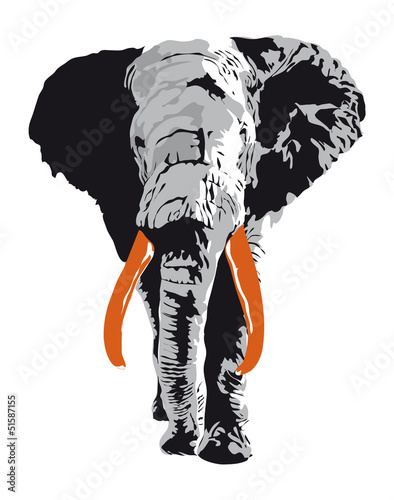 elefante photo