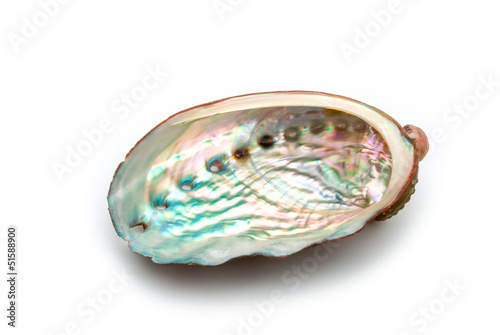 close up of abalone shell on a white background