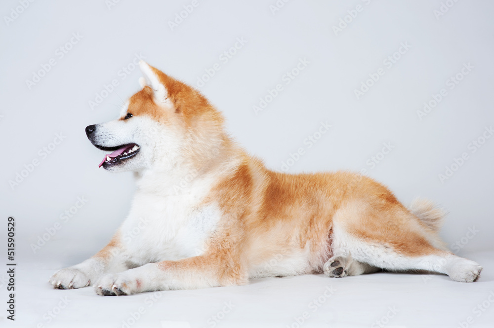 Akta-inu dog