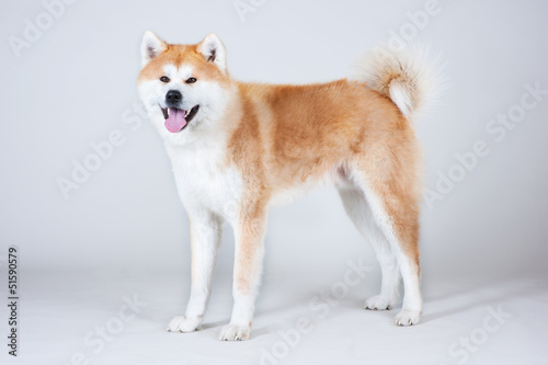 Akta-inu dog