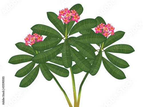 Branch of plumeria