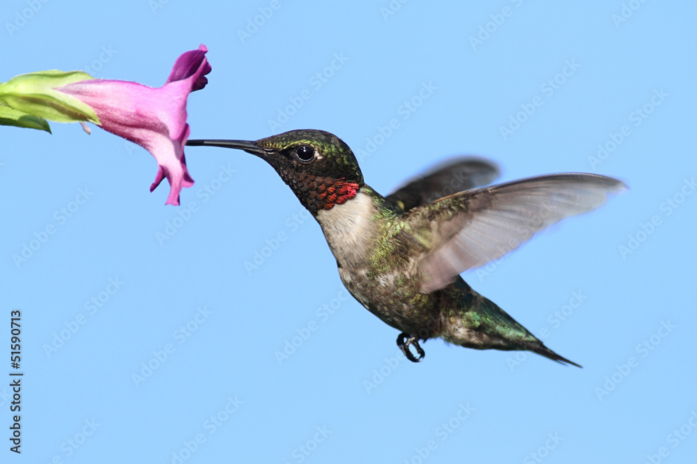 Naklejka premium Male Ruby-throated Hummingbird (archilochus colubris)