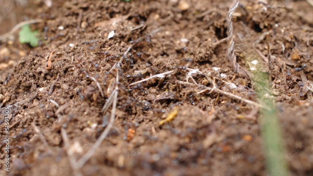ants in an anthill hurry ants in an anthill hurry