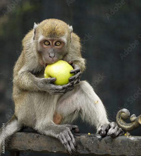 Monkey Biting An Apple