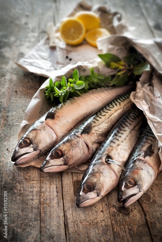 mackerel - sgombri photo