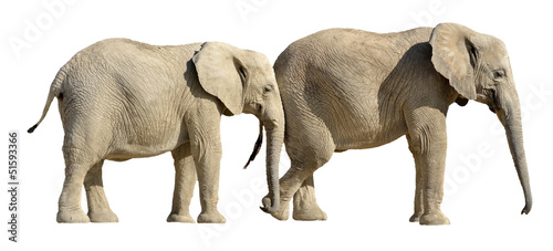 Isolated two African elephants