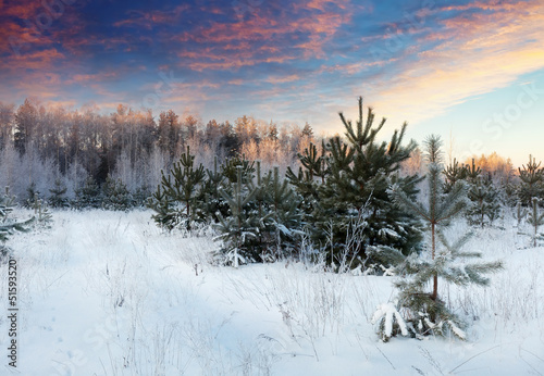 winter landscape in morning