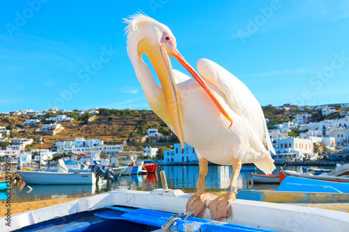 Greece, Petros famous pelican of Mykonos