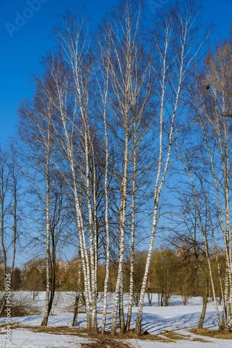 Wallpaper Mural Spring Grove in good weather Torontodigital.ca