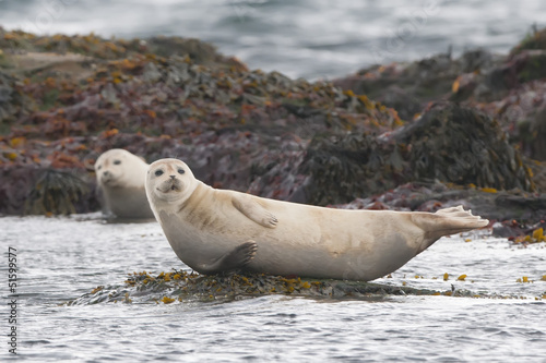 Harbor seal relaxing on a rock in Iceland