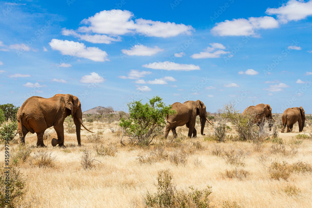 elephants, Tsavo national park, kenya - Africa