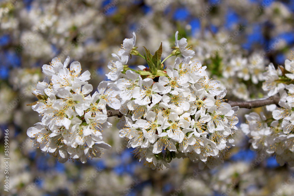 Cerisier en fleurs blanches Cerisier en fleurs blanches