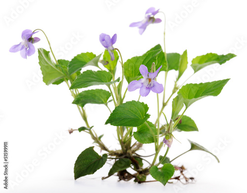Fototapeta Naklejka Na Ścianę i Meble -  violet plant