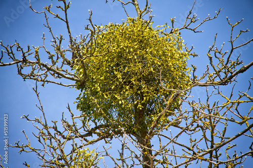 Plakat w ramie Mistel auf einem Baum