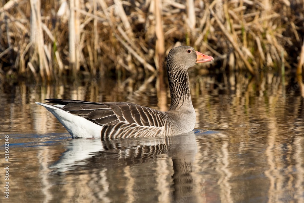 A Greylag goose swimming on lake with rush in the background A Greylag goose swimming on lake with rush in the background