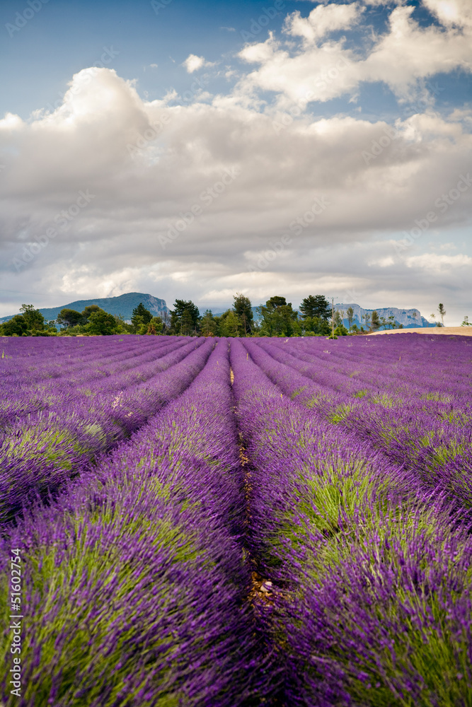 Obraz Lawendowi pola w Valensole Provence, Francja