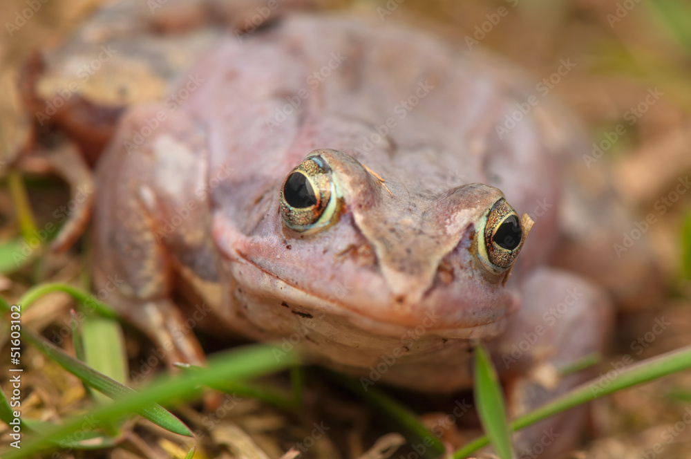 Fototapeta premium Moor frog
