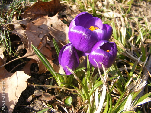 crocus photo