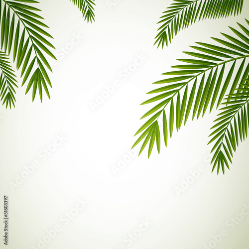 Vector Illustration of Palm Leaves on White Background