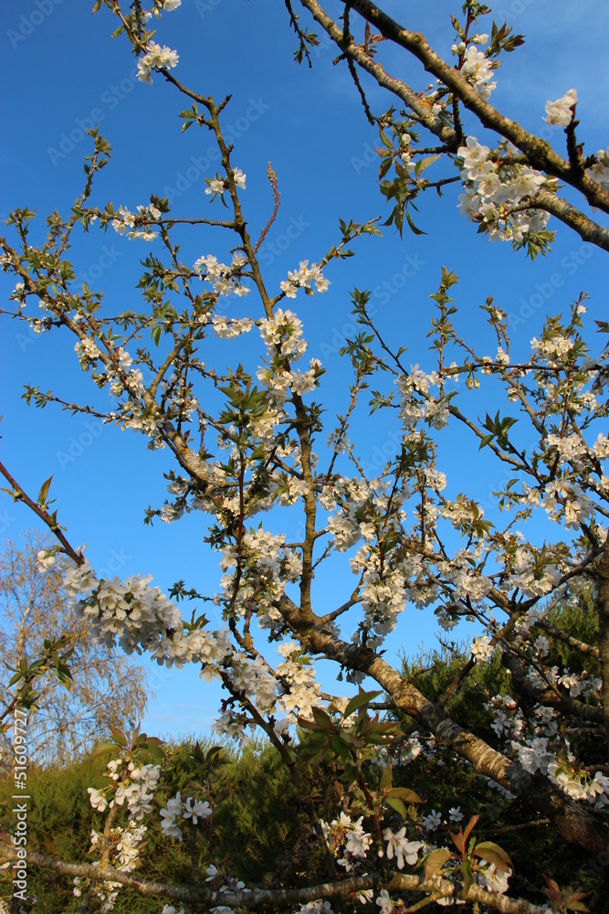 Fleurs de cerisier Fleurs de cerisier