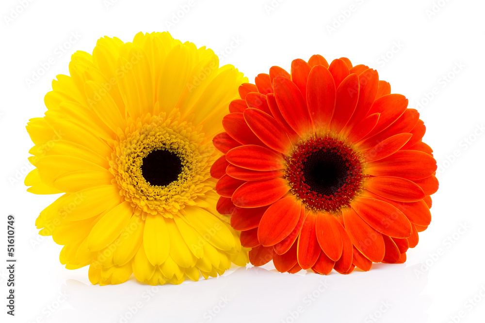 Gerbera. Gerbera.