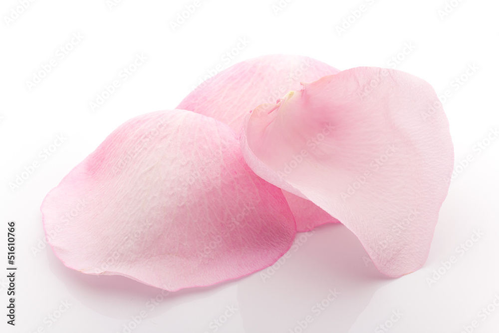 Obraz premium Petals rose.