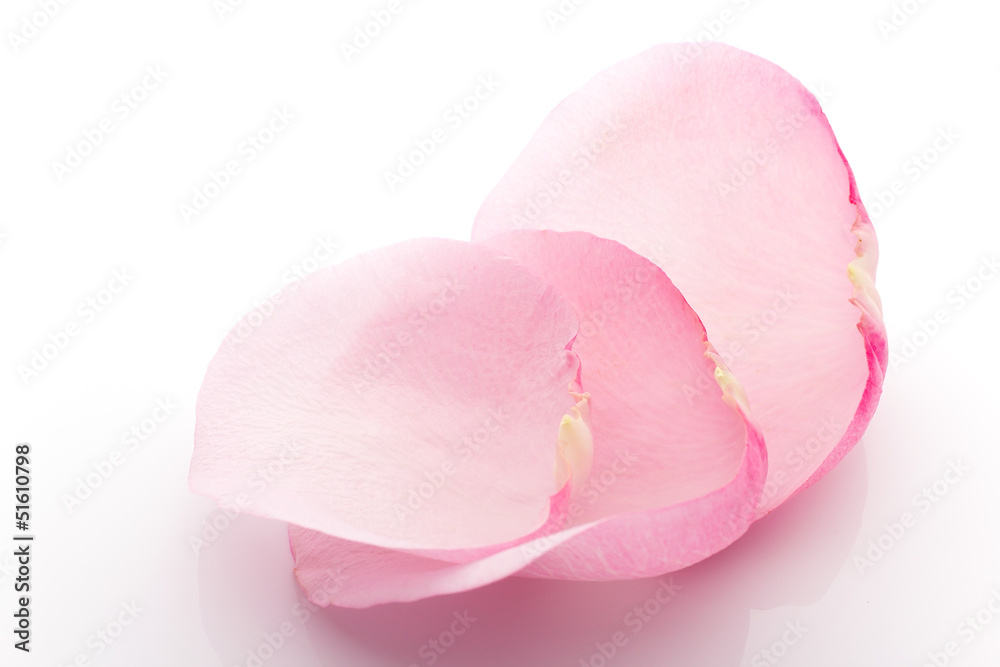 Petals rose. Petals rose.