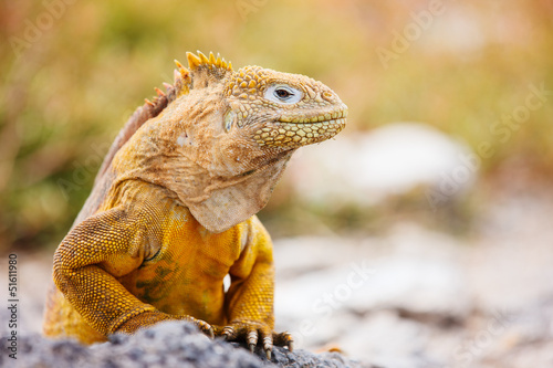 Land iguana