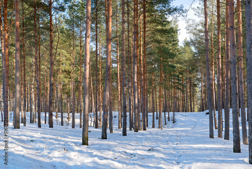 Northern Estonian pine-tree forest winter lanscape