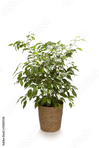 Ficus Tree on white background