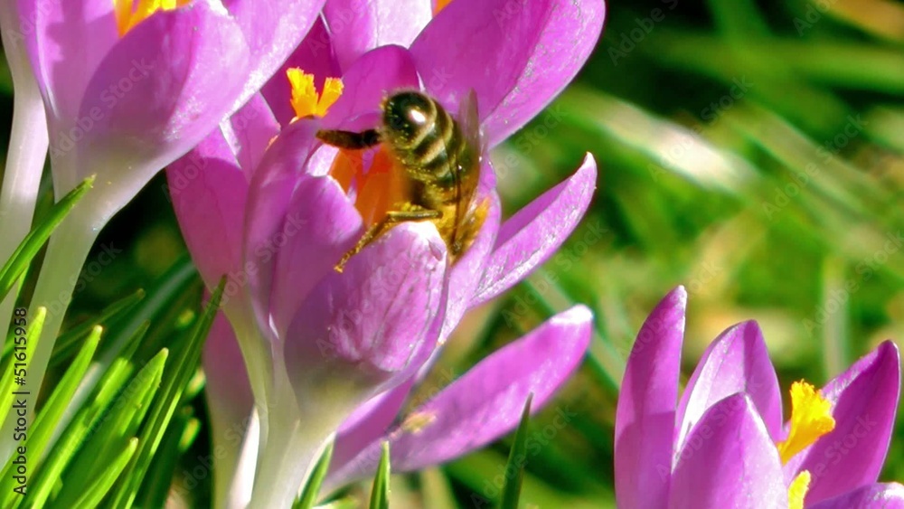 Honey Bee Colllectting Pollen from a Purple Crocus Honey Bee Colllectting Pollen from a Purple Crocus