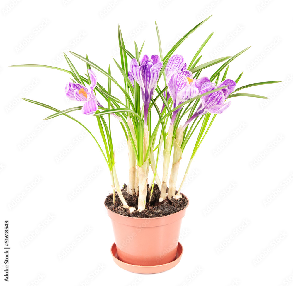 Fototapeta premium crocus flowers in pot on white background