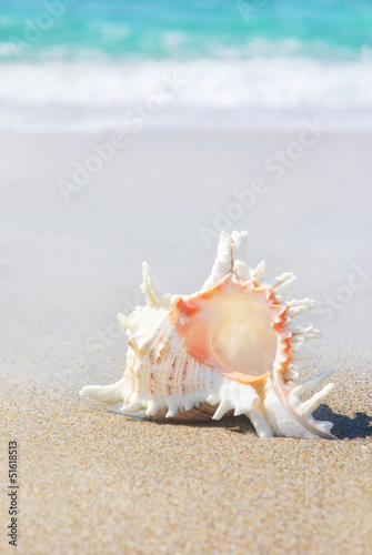 seashell on sandy beach against waves